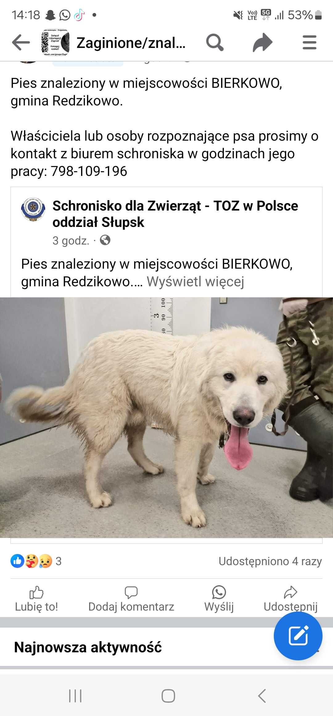 Pies znaleziony w miejscowości bierkowo