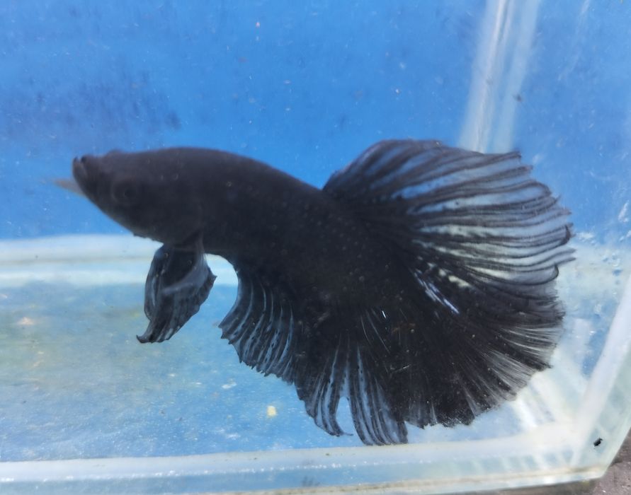 Betta halfmoon dark black