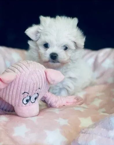 Xs Maltańczyk mini typ korea drobna laleczka