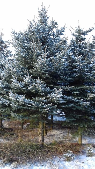 choinki świerk srebrny zielony pospolity  jodła