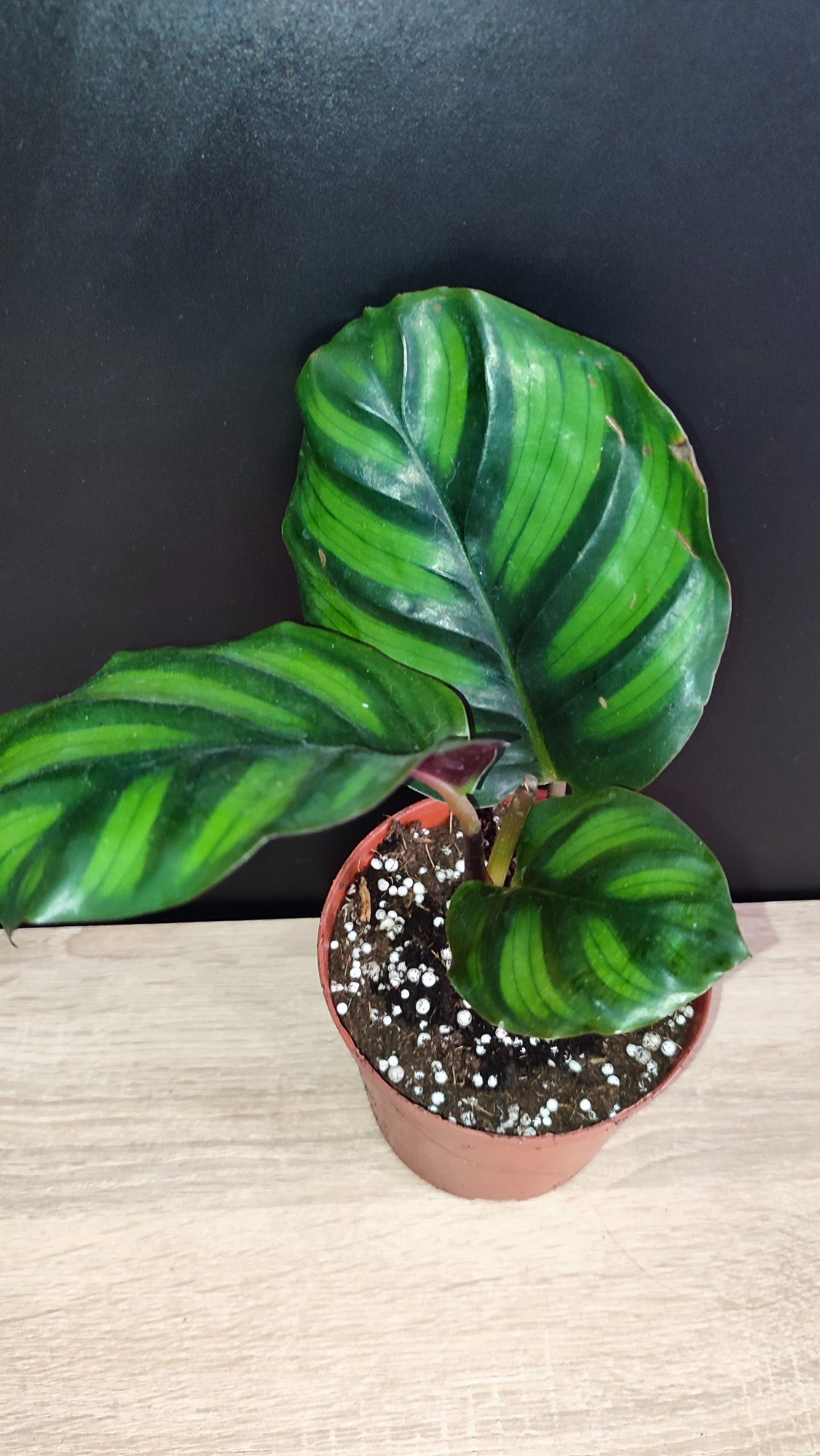 Calathea Fasciata Rotundifolia