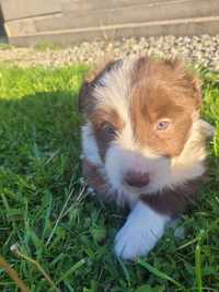 Border collie suczka z rodowodem czekoladowa przepiękna