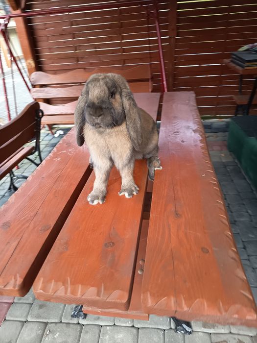 Samiec barana francuskiego