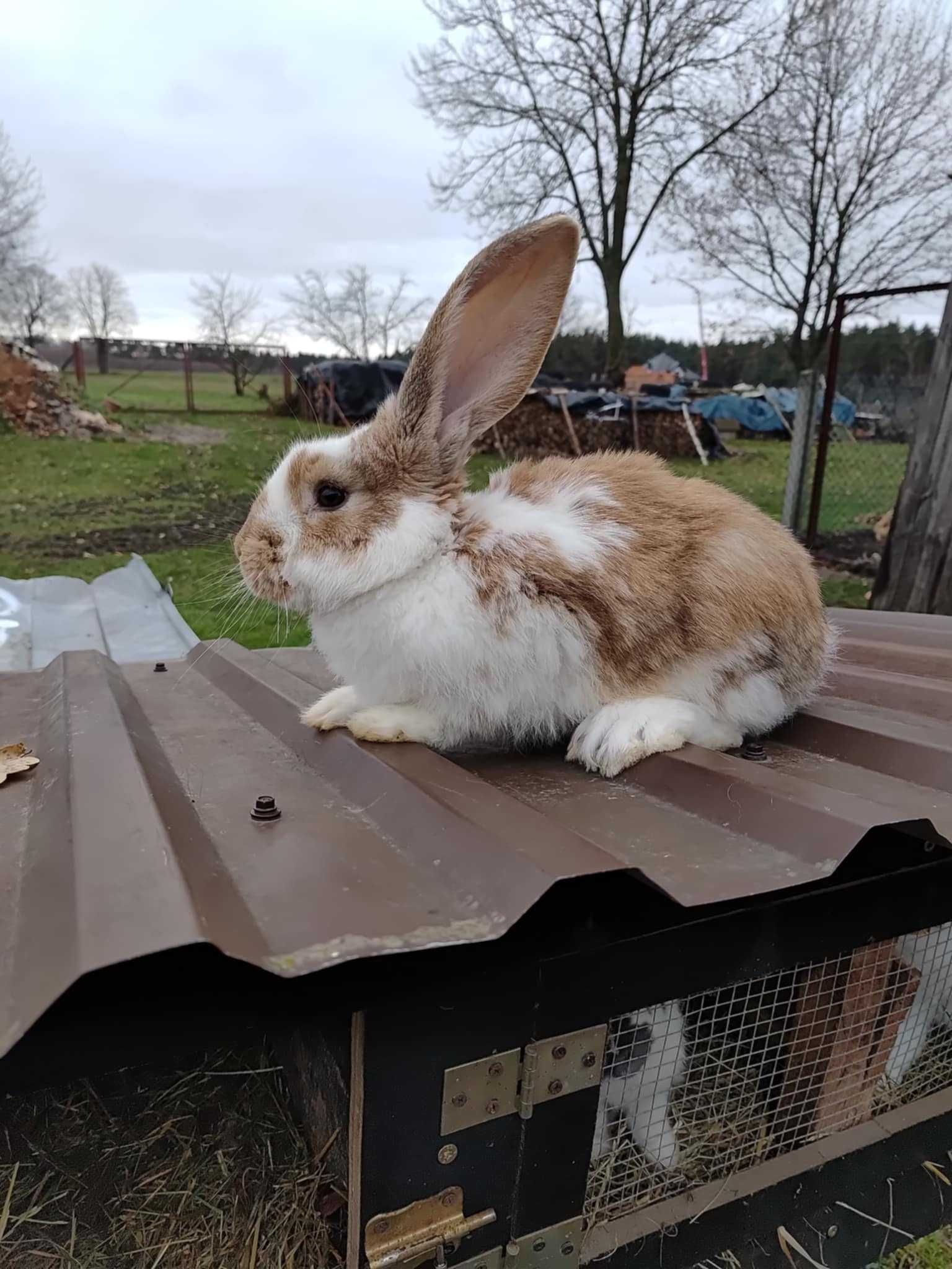 Witam ma do sprzedania 5 samców