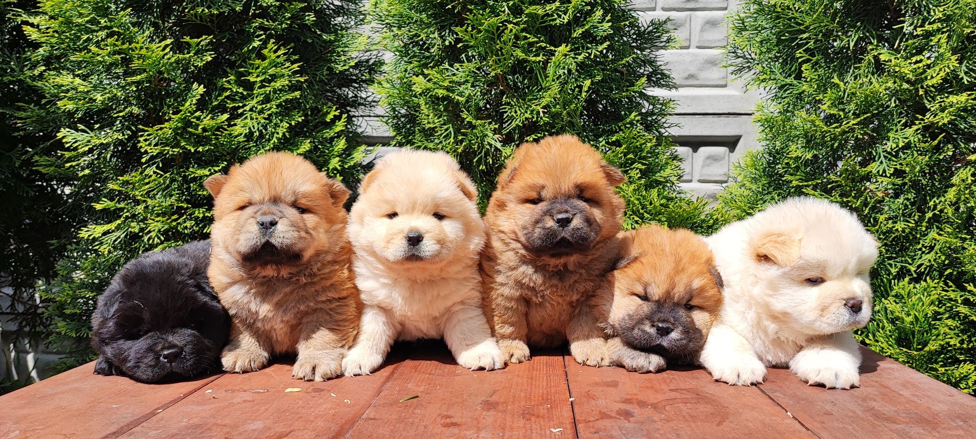 * * * chow chow * * *