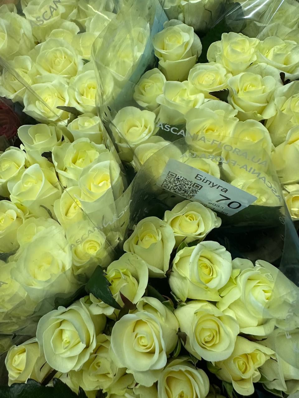 Роза опт, гур, розница, букети