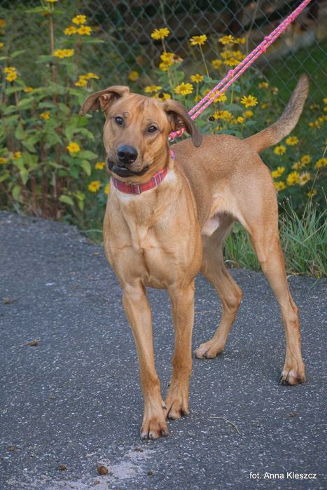Fifi roczny psiak w typie Rhodesian Ridgeback