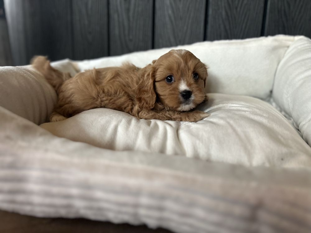 Cavapoo sunia F1