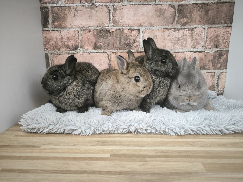 Króliczki Karzełki mini króliki miniaturki