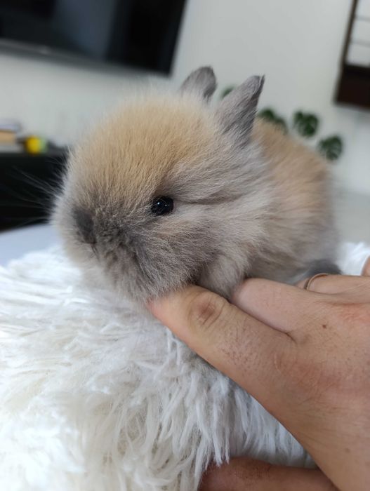 Mini lop karzełek Teddy hodowla zarejestrowana