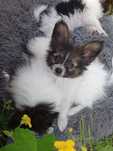 Papillon Spaniel Kontynentalny Miniaturowy