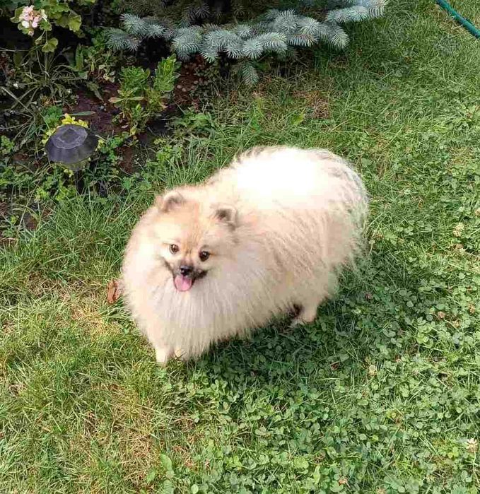 Довгошерстий,короткомордий, енергійний та дружний хлопчик-шпіц з Києва