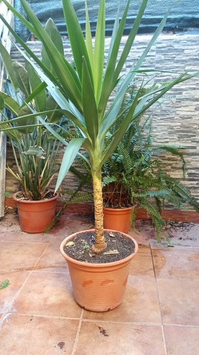 Vendo Yucca em vaso