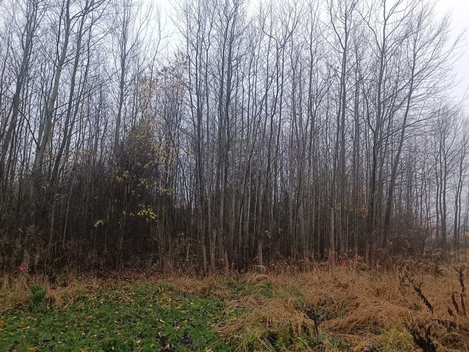 Drewno opałowe do wycinki