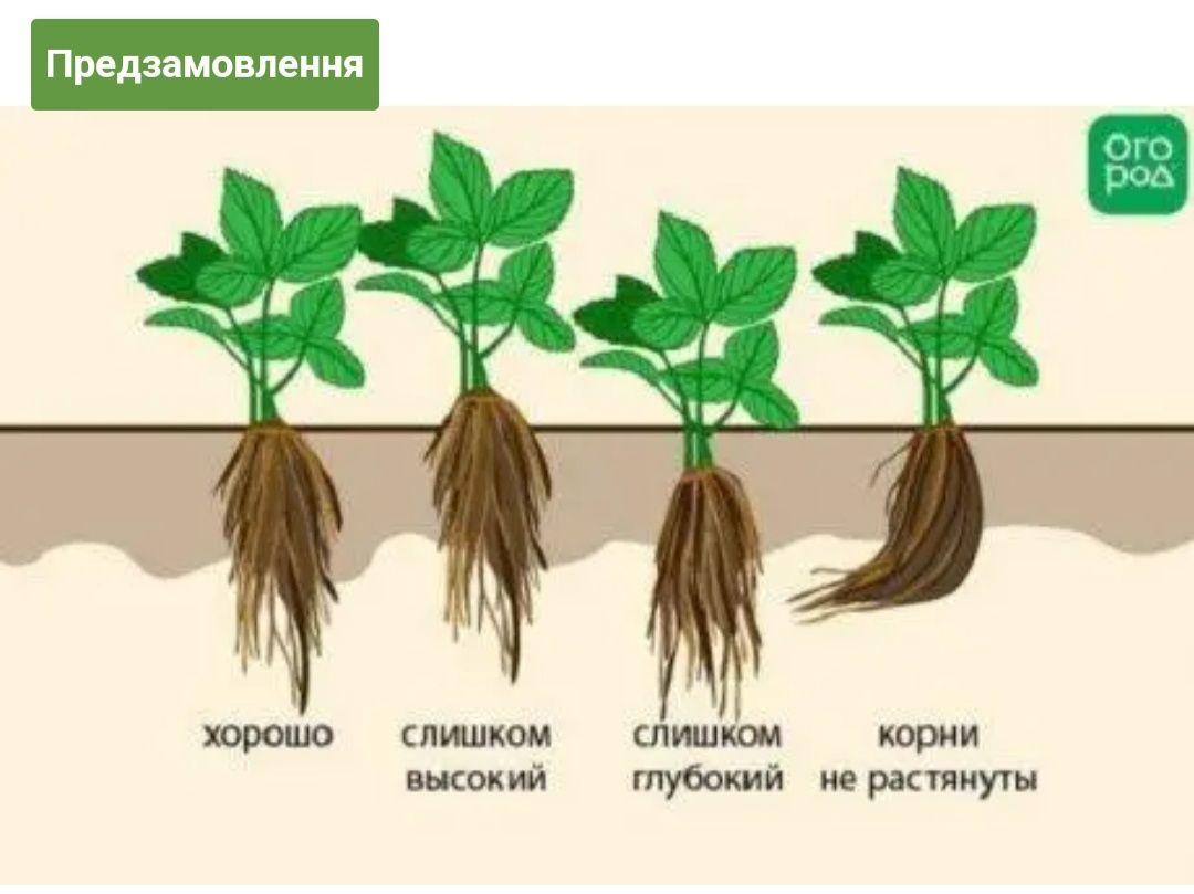 Саженцы малины Полана 10 шт, плодоносит 2 раза в год