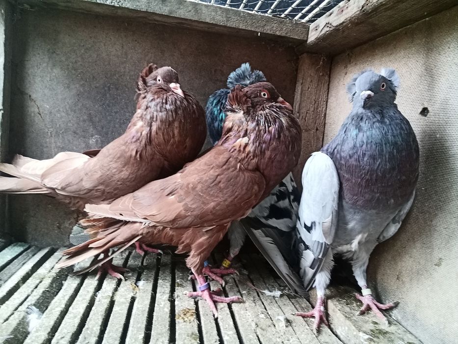 Staropolskie gołębie