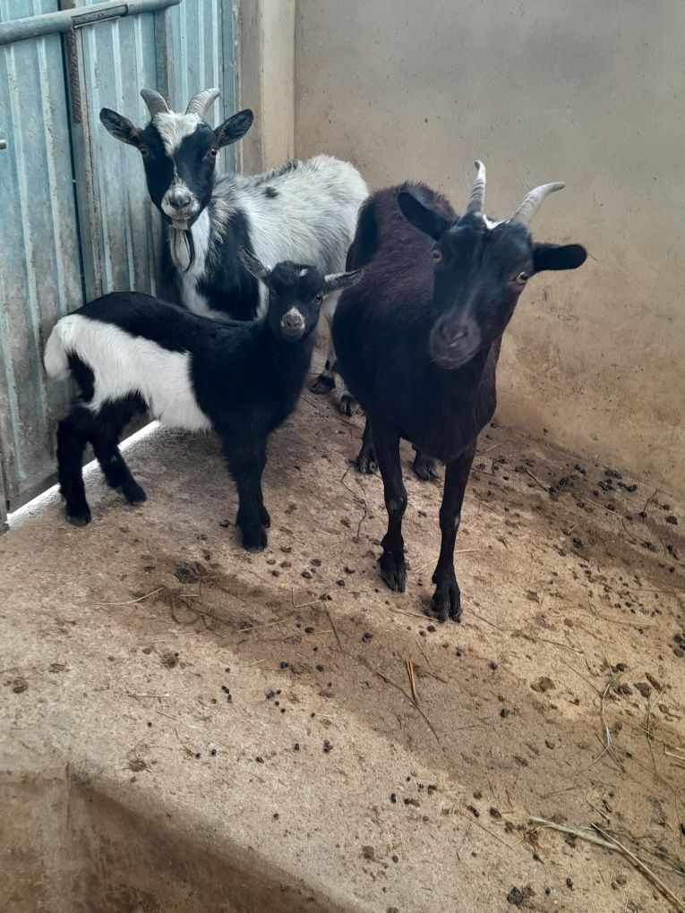 cabras anas cheias paridas machos e crias