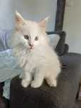 Kocurek Maine Coon Gotowy do zmiany domu