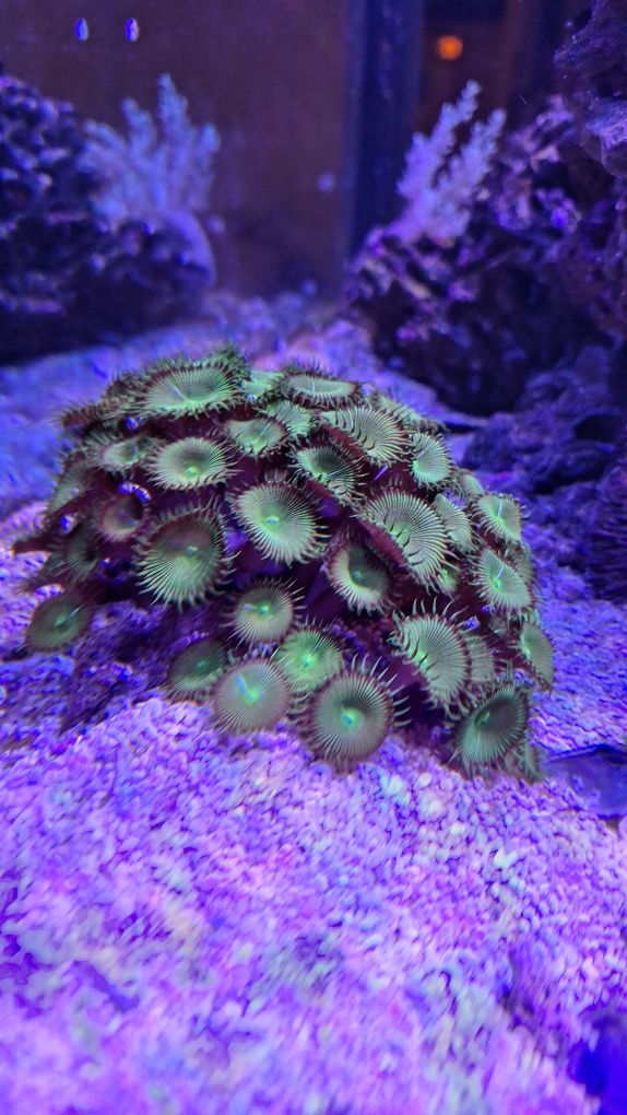 Zoantharia para aquario