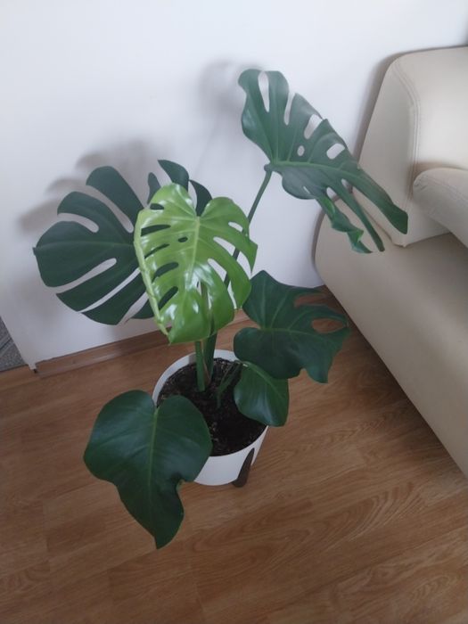 Monstera kwiat roślina