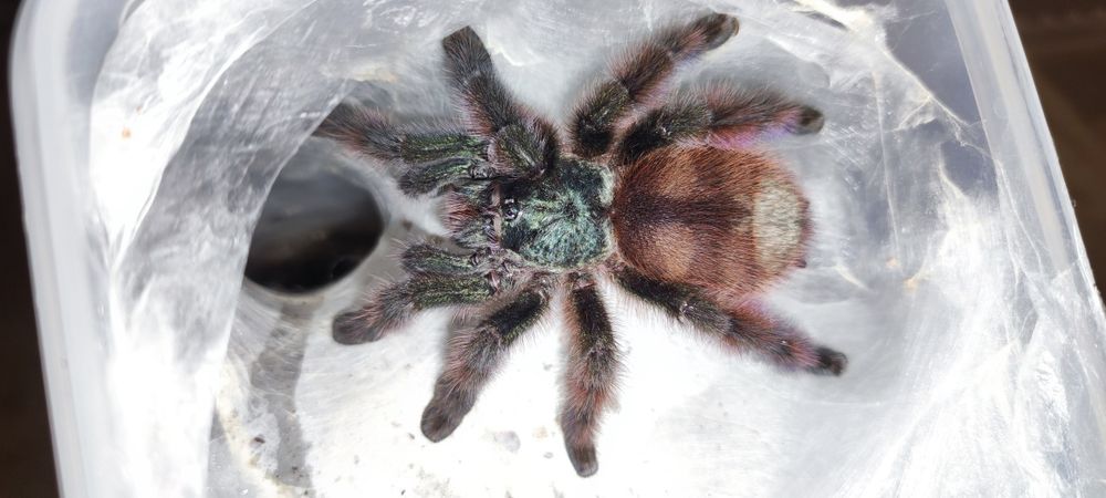 Lasiocyano sazimai,Caribena versicolor samice