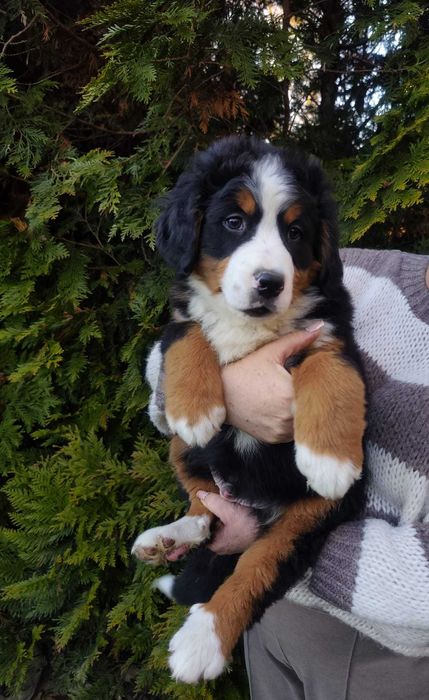 Piękny piesek Berneński Pies Pasterski