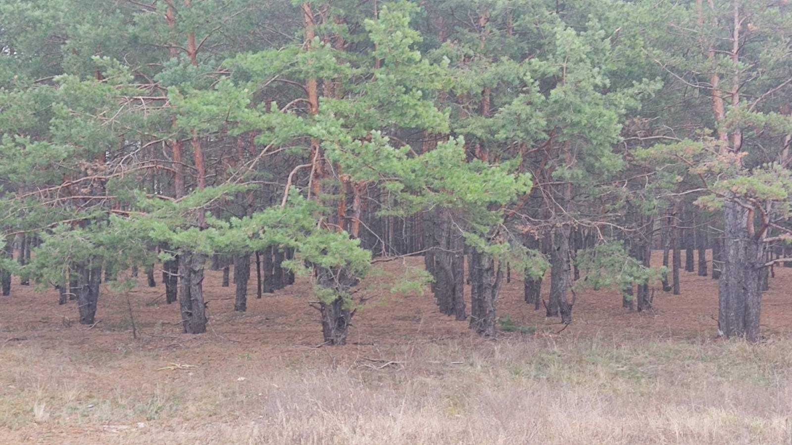 Ексклюзивна ділянка в с.Хотянівка, Вишгородського району.