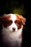 Piękny czekoladowy piesek border collie z metryką ZKwP