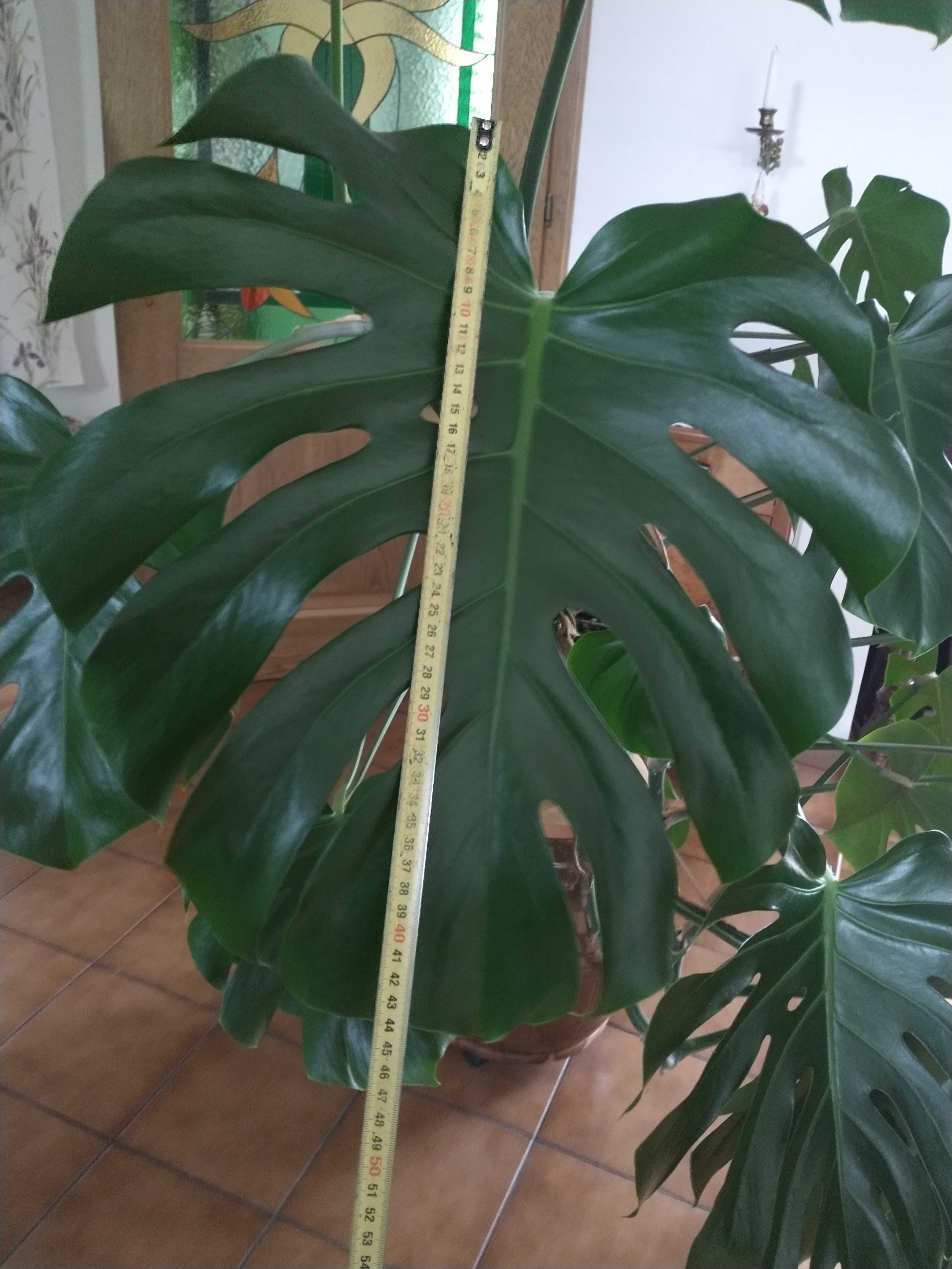 Rośliny doniczkowe - duża monstera