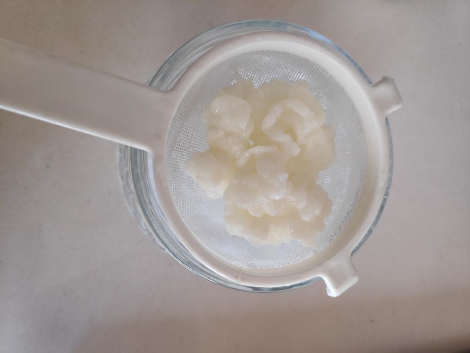 Grãos de Kefir de leite