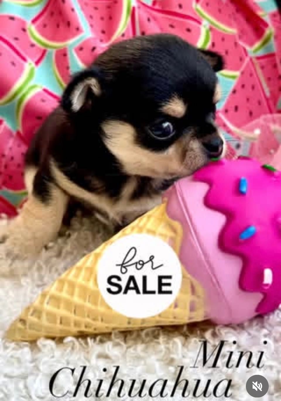 Chihuahua samczyk