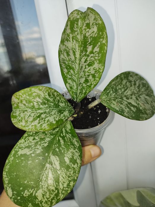 Хойя обовата суперспл,стардаст,bahoi,kalimantan,flores island gunung