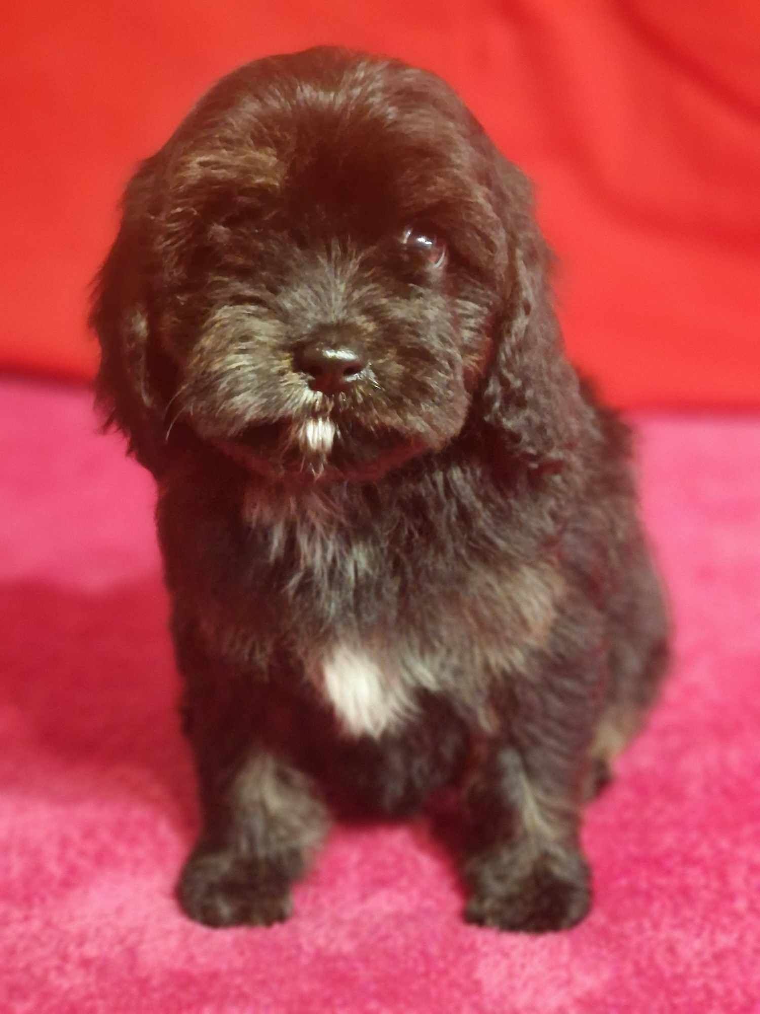 Cavapoo wyjątkowa dziewczynka