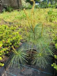 Sosna himalajska (Pinus wallichana) – 40/60cm DONICZKA