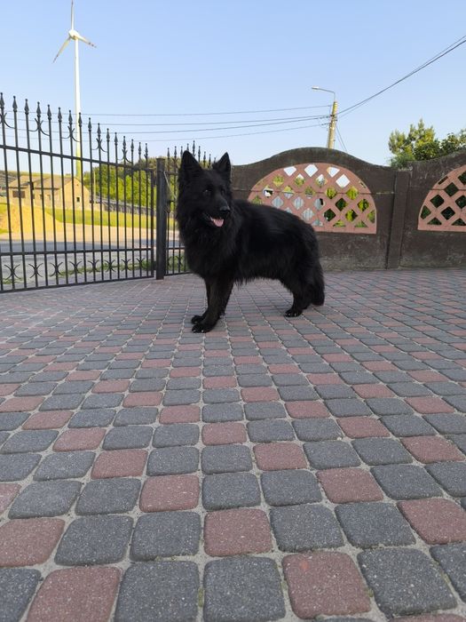 Długowłosy Pies-Uprawnienia Hodowlane!!