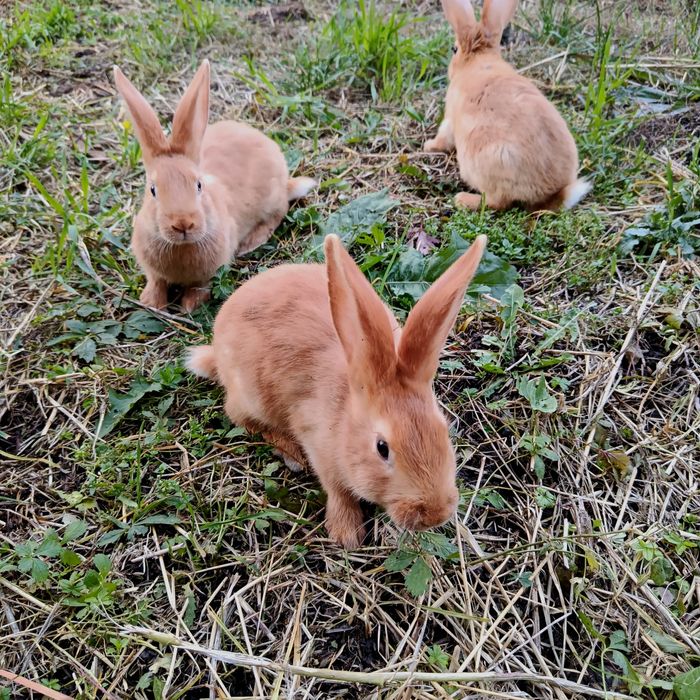 КРОЛІ ТА КРОЛЕНЯТА бургундія, панон 2 міс., 4,5 міс.