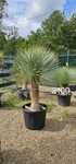 Roślina egzotyczna Yucca Rostrata palma mrozoodporna