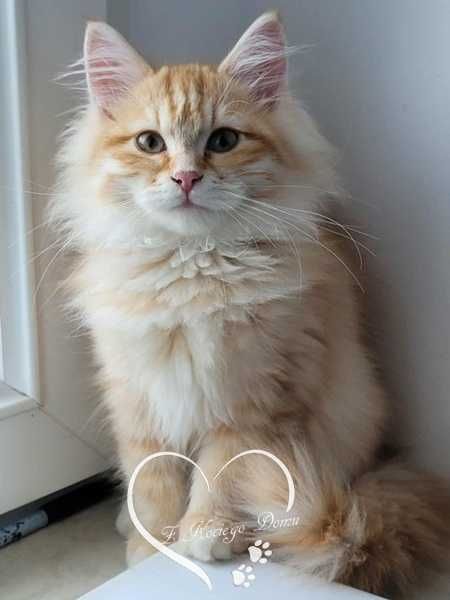 Rudy kocurek syberyjski rodowd FIFE