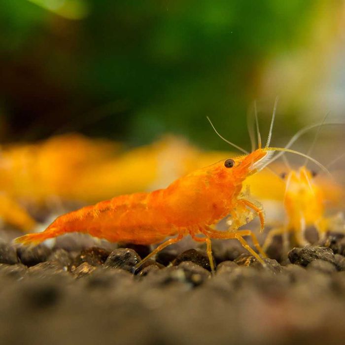 Krewetka SAKURA ORANGE - Neocaridina - Caridina - dowóz, wysyłka