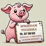 Sprzedam tucznika