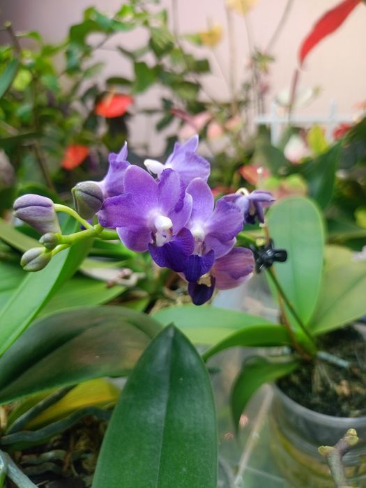 Домашня квітуча орхідея метелик, рожевий антуріум, драцена Лемон