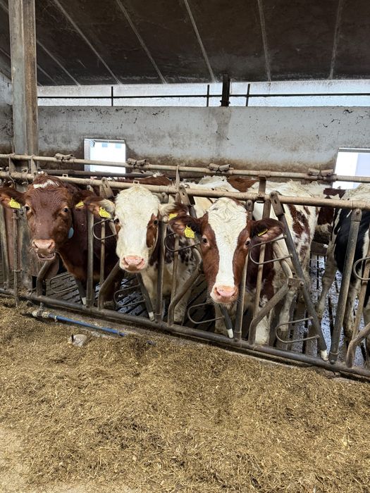 Jalówki do krycia 12 miesiecy