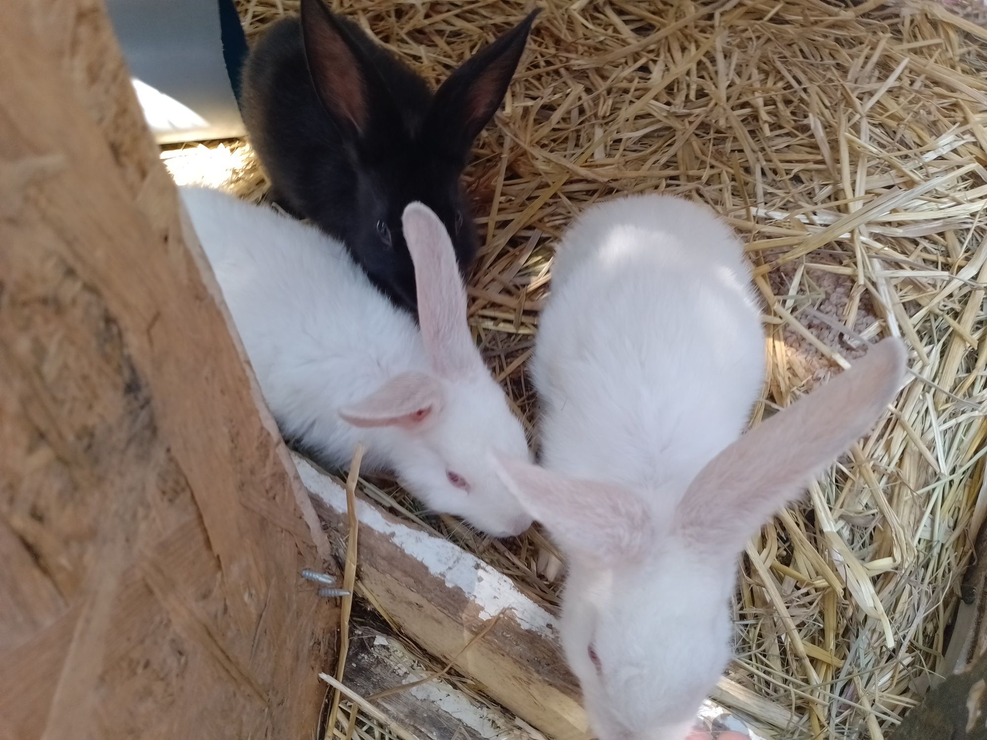 Продам м'ясних кролів