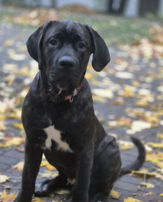 Цуценя кане корсо