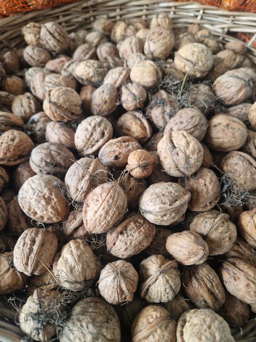 Orzechy włoskie tegoroczne