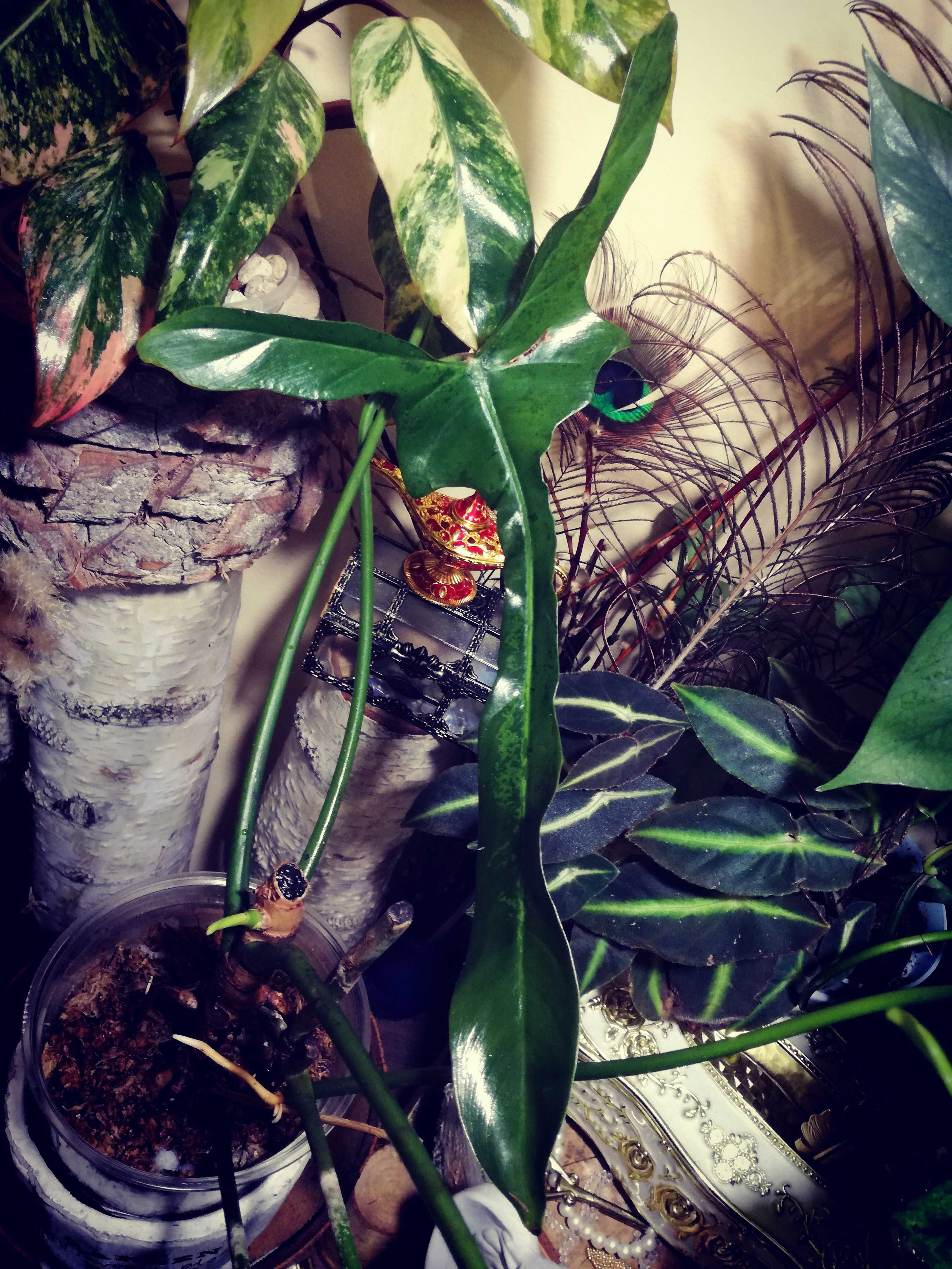 Philodendron Longilobatum Leland Myano UNIKAT monstera filodendron