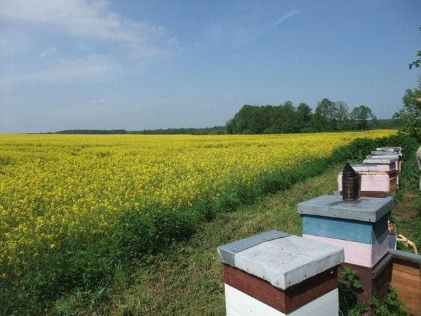 Rodziny pszczele, pszczoły do sadu. Zapylanie czereśnie, śliwy, borówk