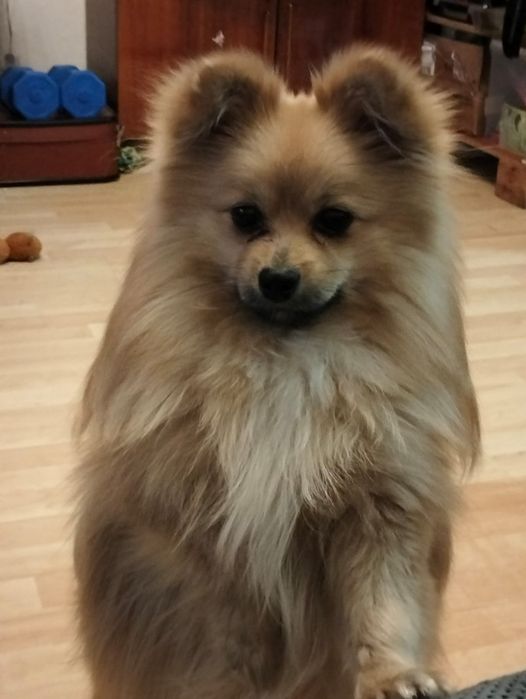 Шпіц шукає подругу