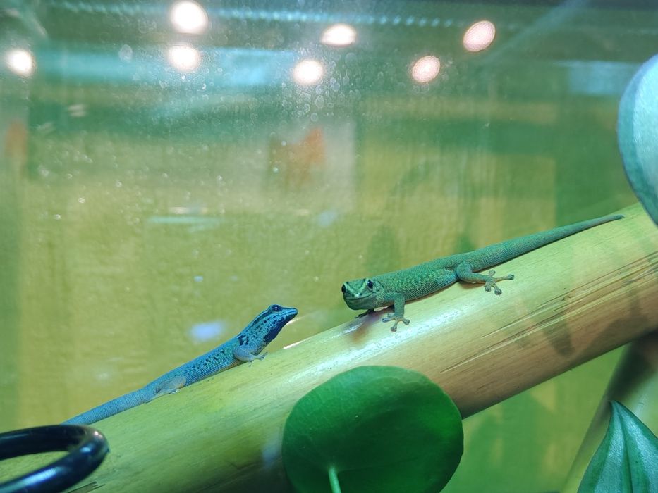 2 x Bambus tyczka 60 cm 22 - 24 mm