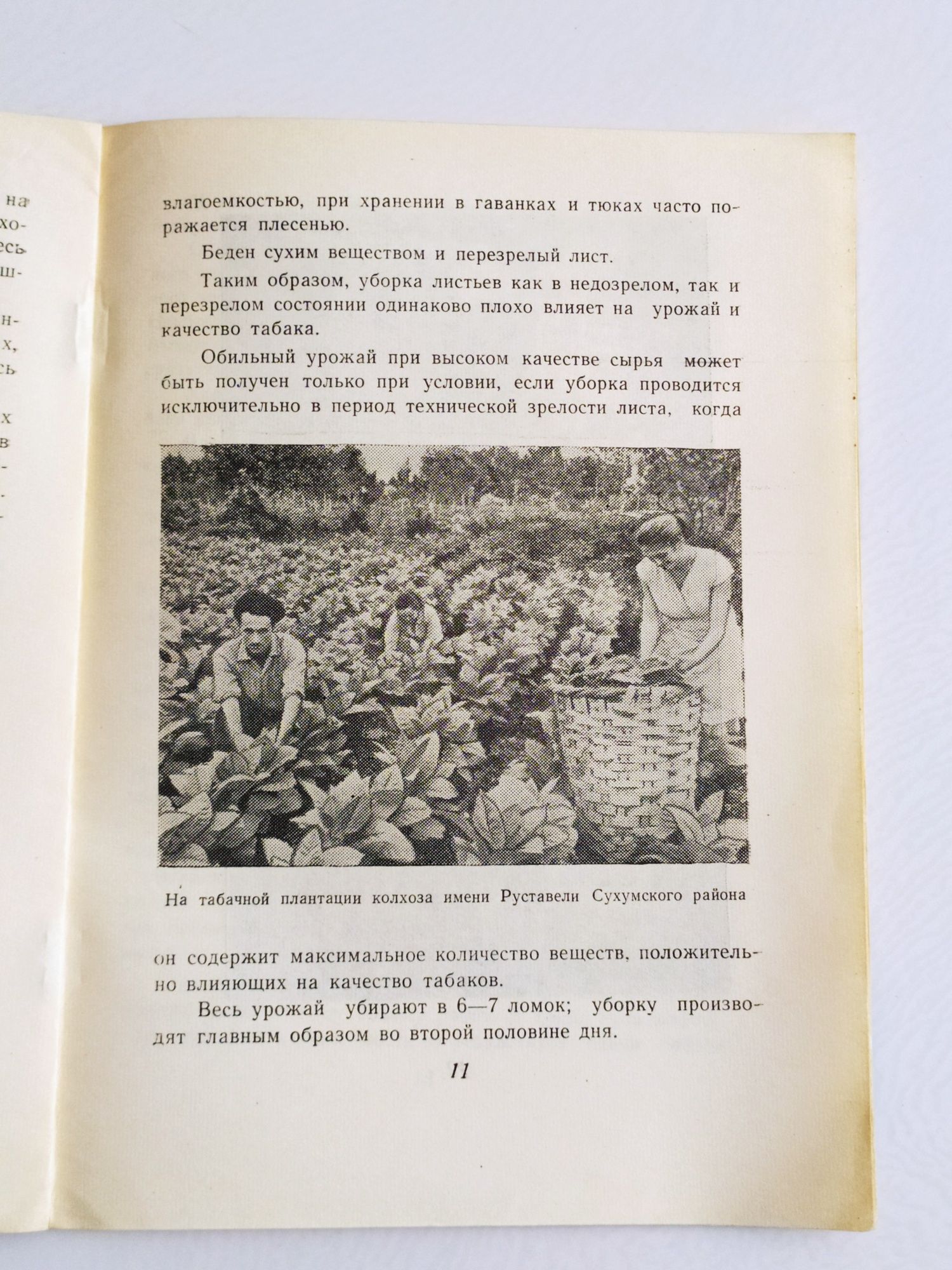 ТАБАК САМСУН Абхазия Абхазские табаководы советское табаководство